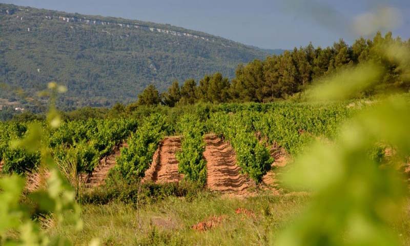 Domaine La Grave, Languedoc