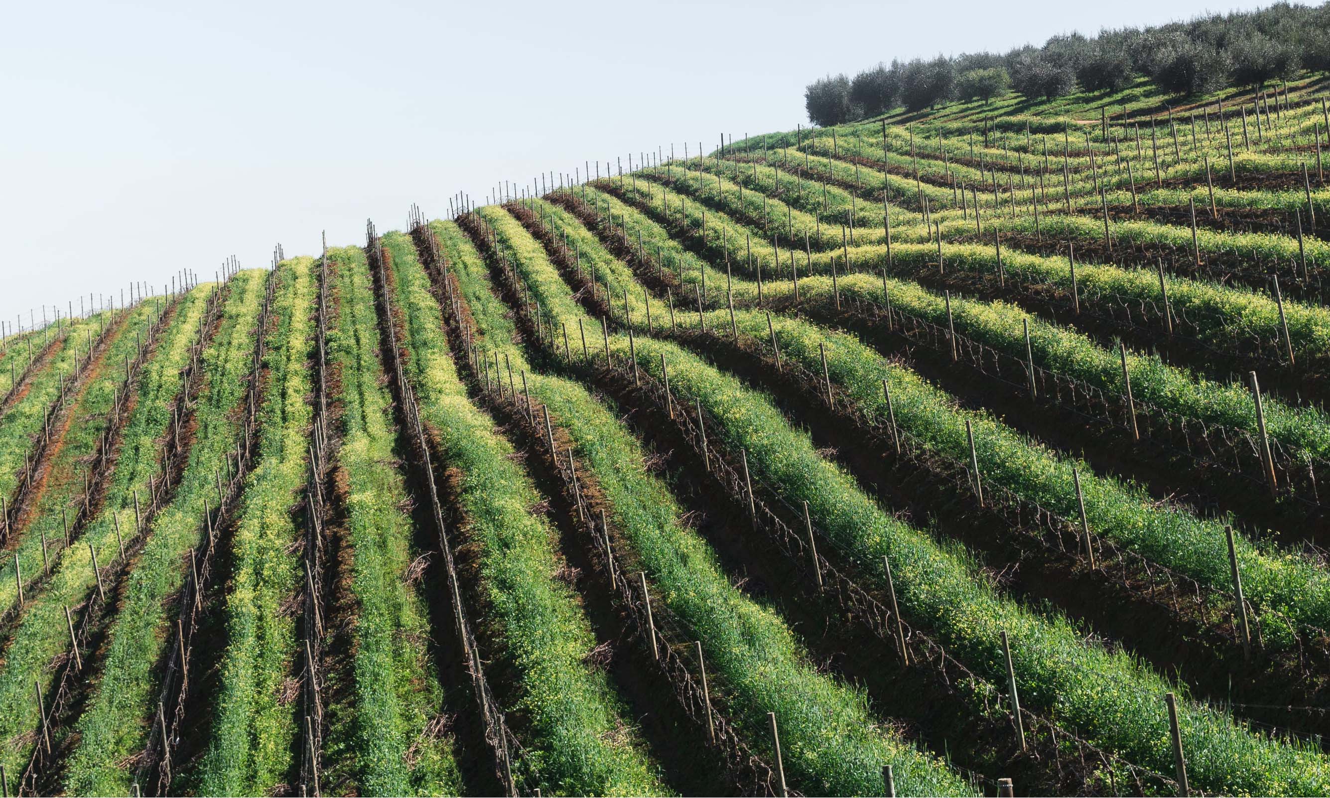 Pierre Yves Colin-Morey, Chassagne-Montrachet