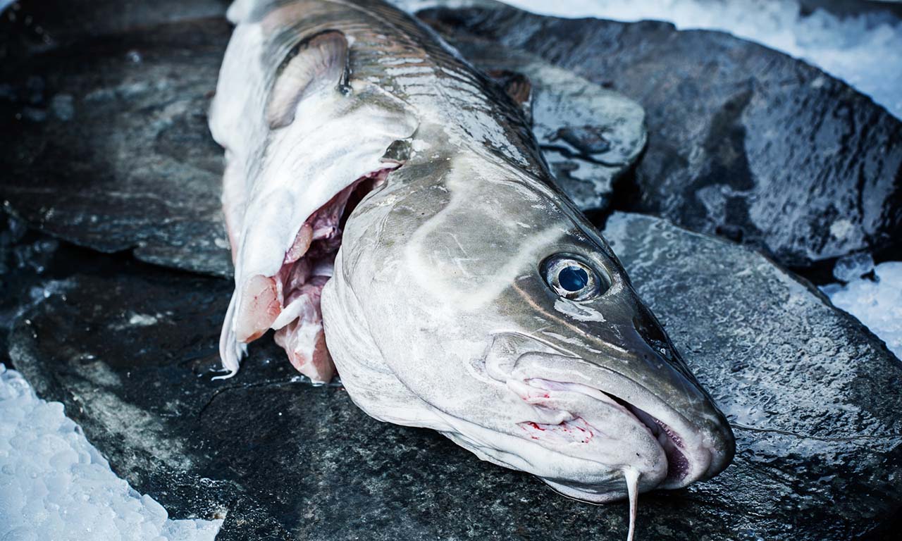 Torsk med brunet smør, soja, hasselnødder, kapers og selleri